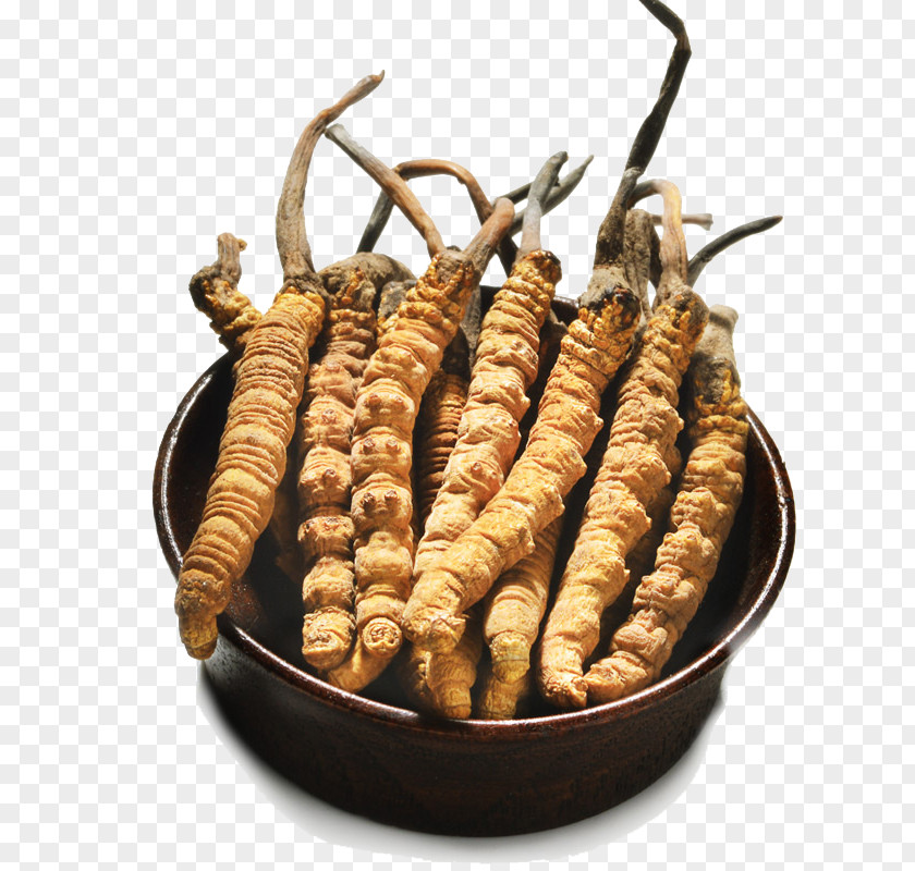 Natural Medicine Herbs Cordyceps Caterpillar Fungus Traditional Chinese Alibaba Group Crude Drug PNG