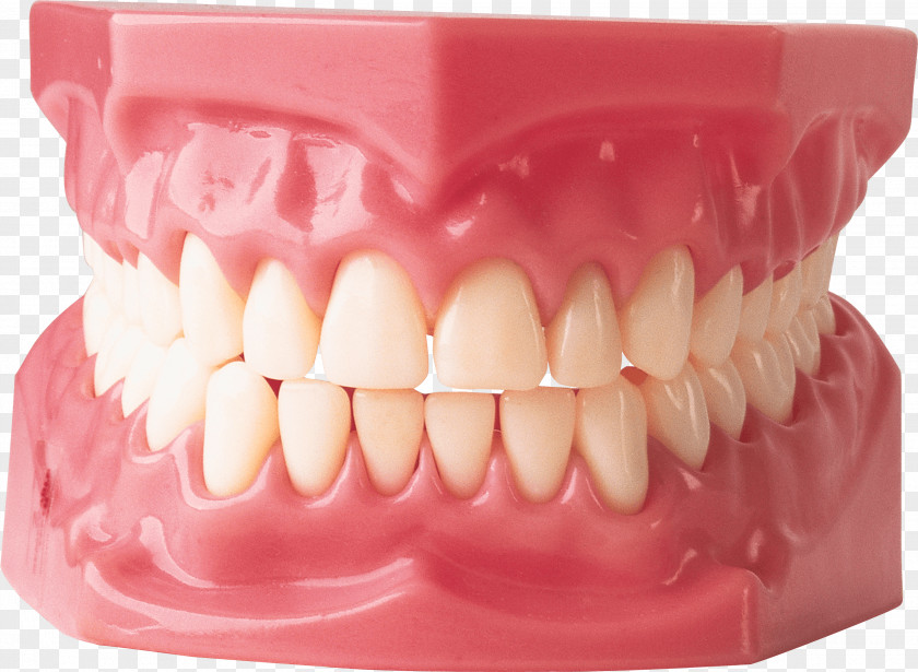 Teeth Image Gums Dentistry Human Tooth Dentures PNG