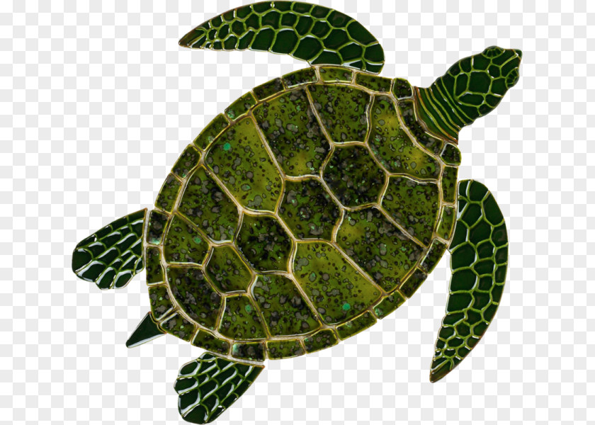 Turtle Loggerhead Sea Tortoise Green PNG