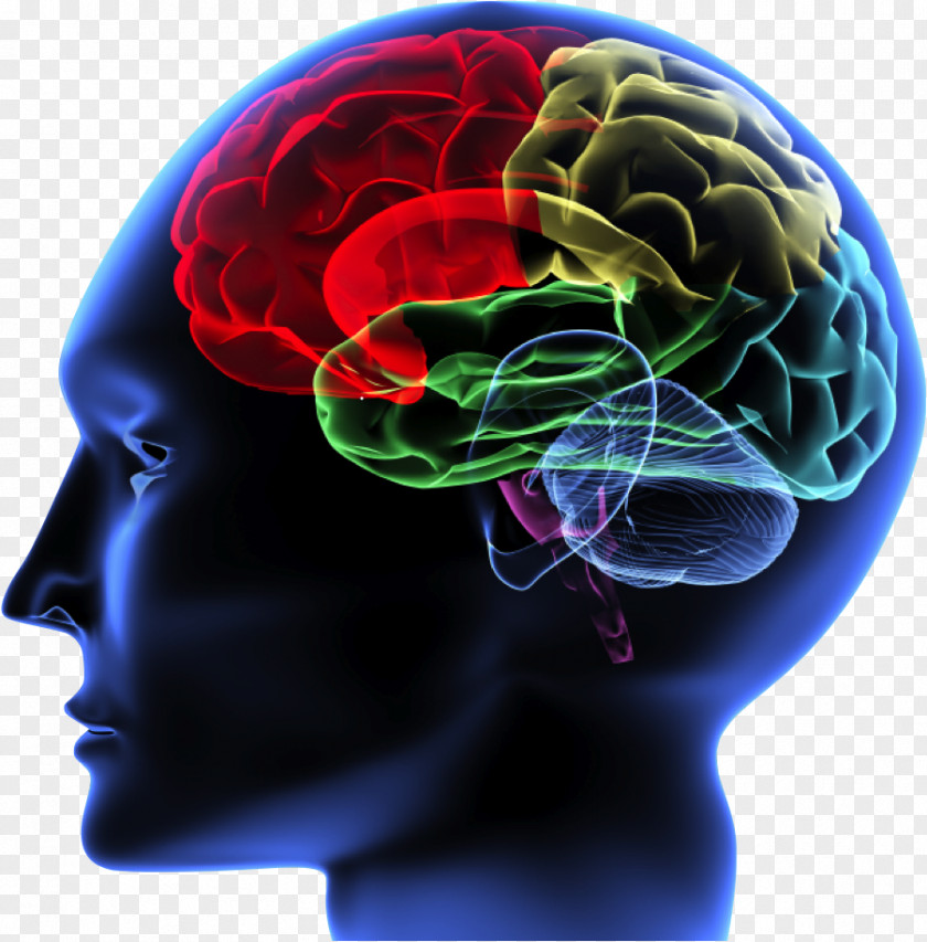 Brain Rules Principles Of Neural Science Human Neuroimaging PNG