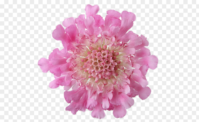 Flower Pink Flowers Garden Roses Desktop Wallpaper PNG