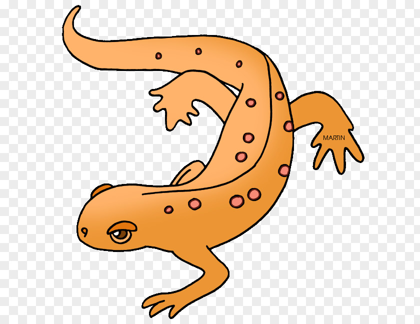 Amphibian Cliparts Salamander Eastern Newt Clip Art PNG
