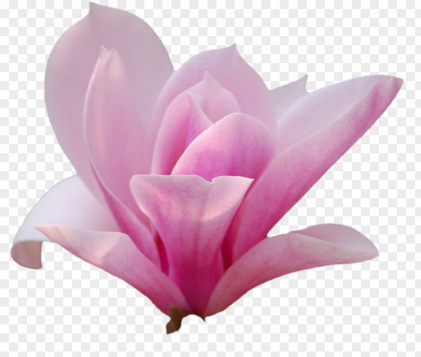 Flower Southern Magnolia Family Tree Petal PNG