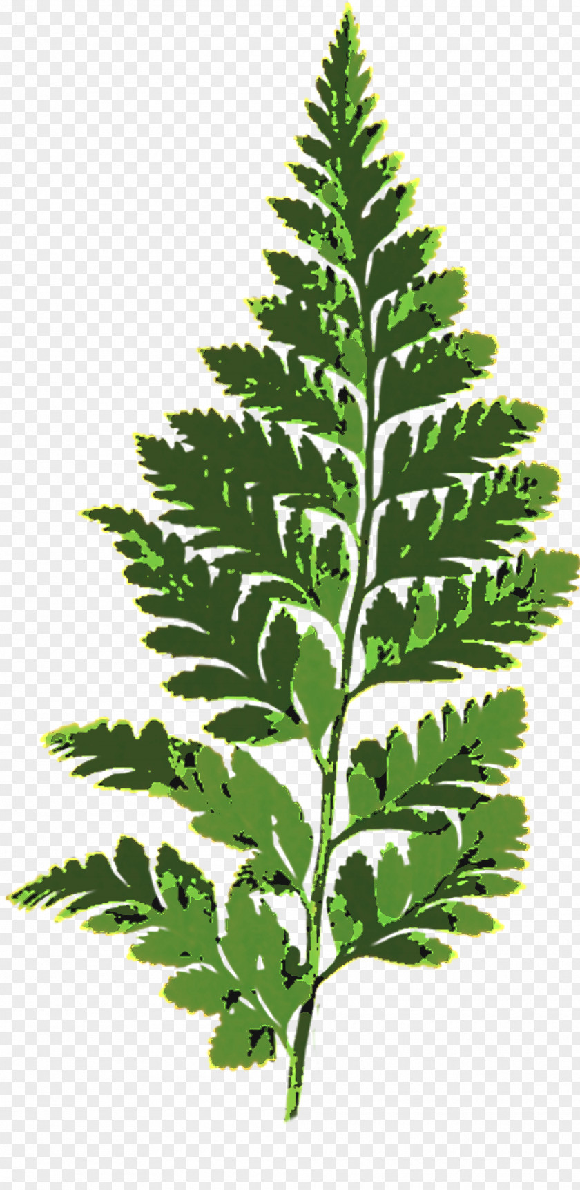 Leaf Fern Vascular Plant Plants Burknar PNG