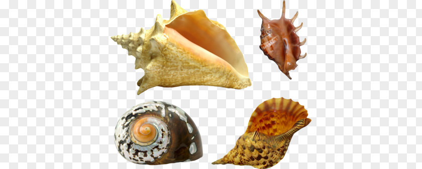 Seashell Oyster Mollusc Shell Gastropod PNG