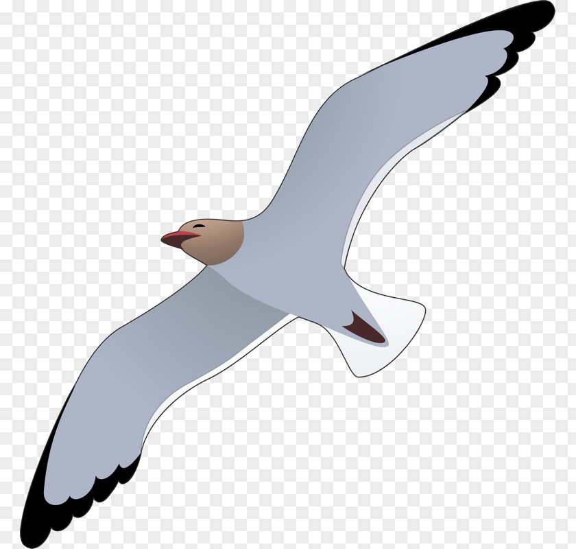Summer Seagull Icy Gulls European Herring Gull Bird Mouette Illustration PNG