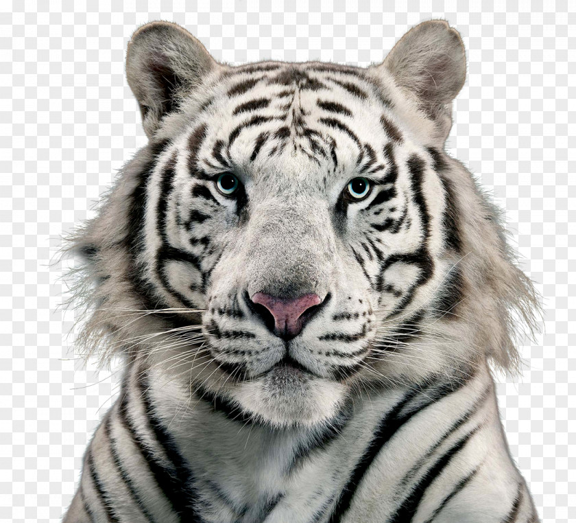 White Tiger Bengal PNG