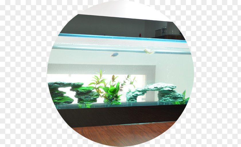 Aquariums Physician Clinic Fresh Water PNG