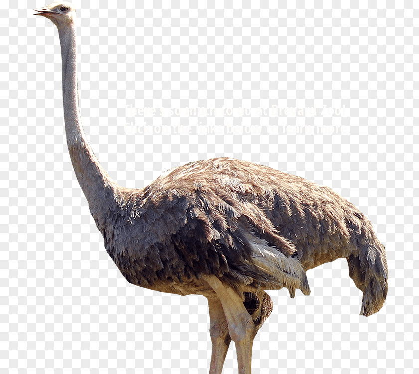 Bird Common Ostrich Brevard Zoo Emu PNG