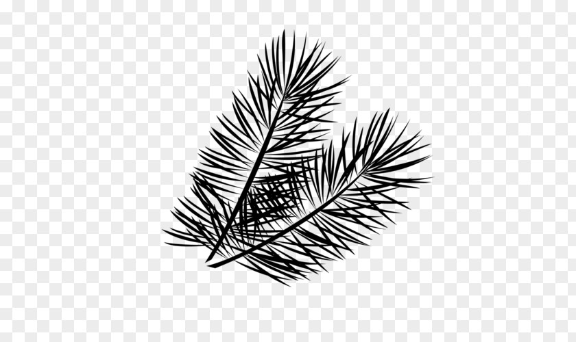 M Pine Family Line Leaf Black & White PNG