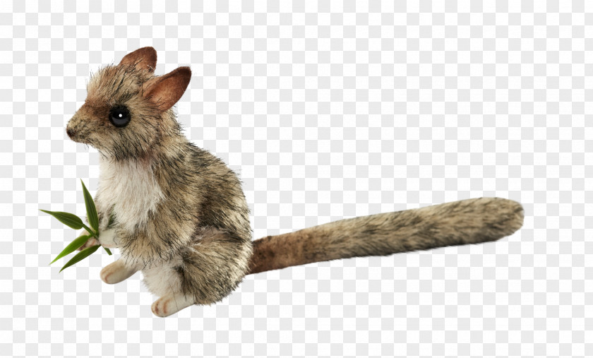 Rabbit Domestic Rodent Fur Whiskers PNG