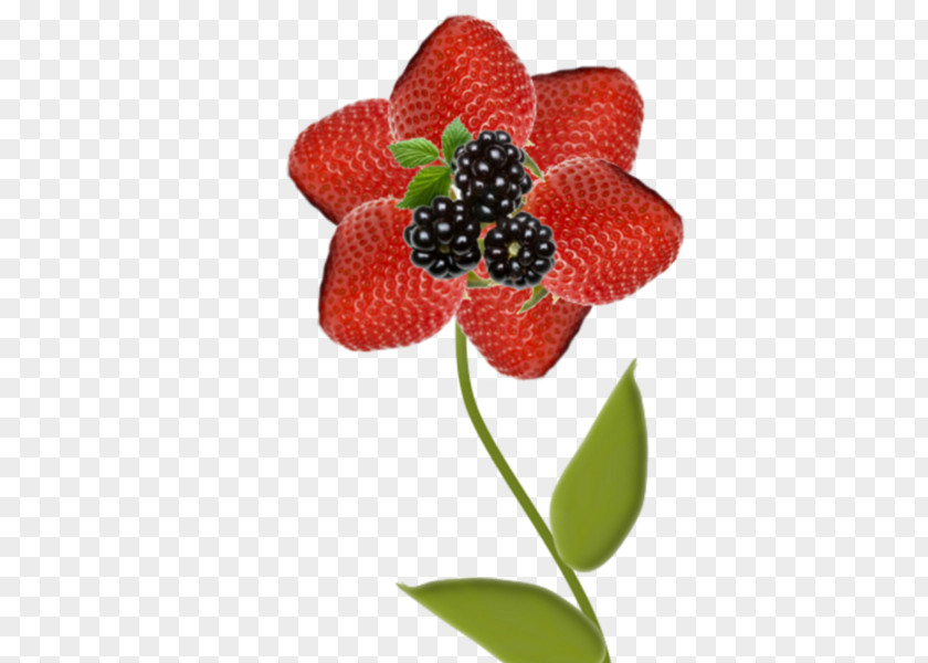 Rubus Frutti Di Bosco Strawberry Cartoon PNG