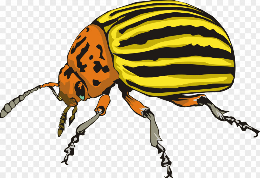 Spearmen Illustration Colorado Potato Beetle Weevil Ladybird Rhinoceros Beetles Clip Art PNG