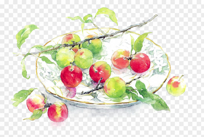 Watercolor Peaches Painting Artist PNG