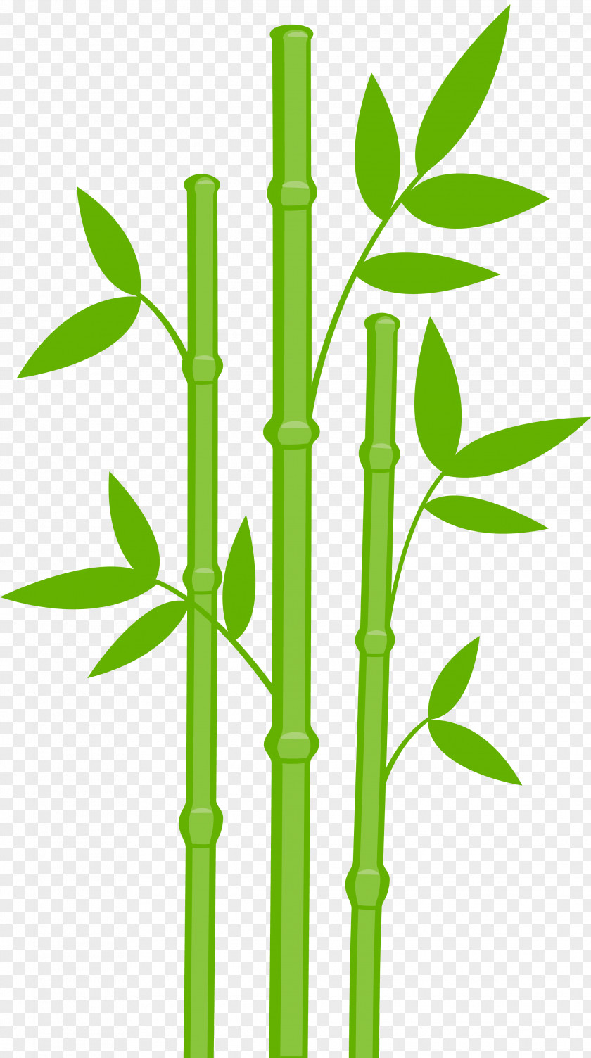 Bamboo Giant Panda Clip Art PNG