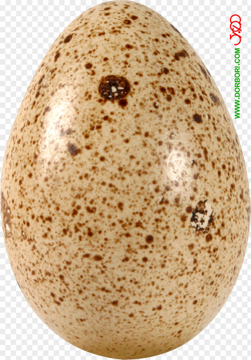 Egg FOOD Quail Eggs GIF Chicken Food PNG