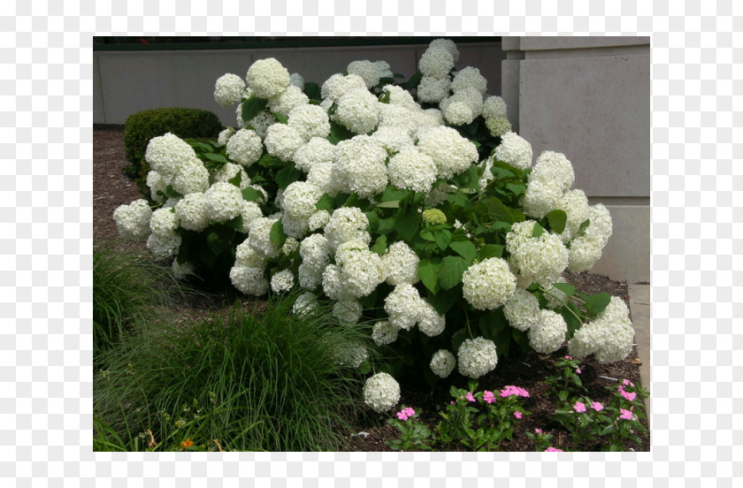 Flower Hydrangea Arborescens French Aspera Panicled Shrub PNG