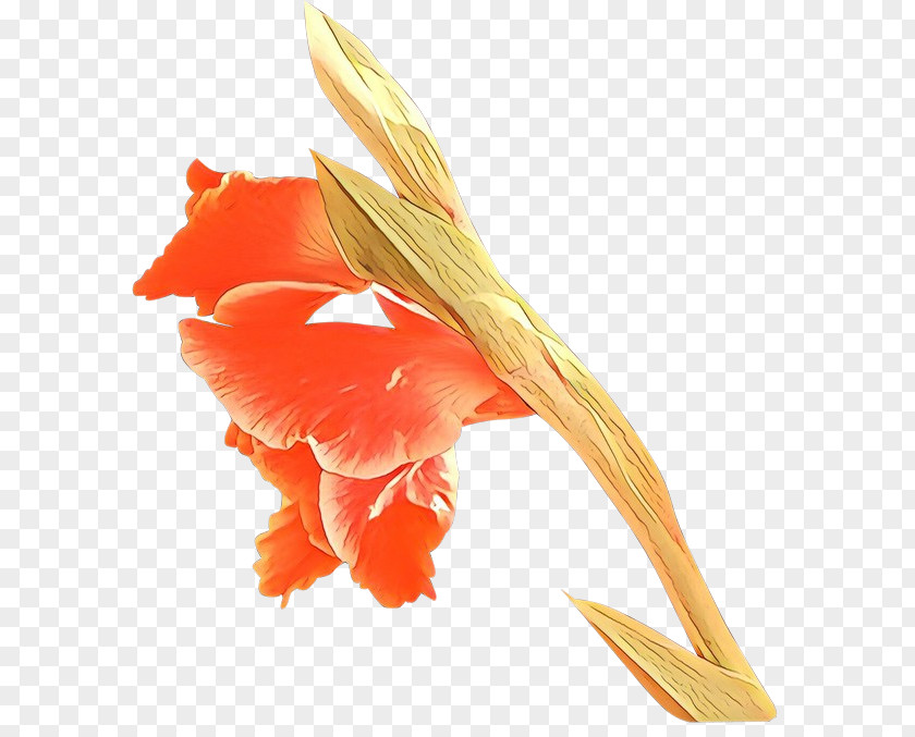 Flower Petal Orange PNG