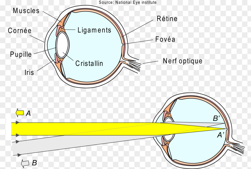 Light Eye Refraction Retina Visual Perception PNG