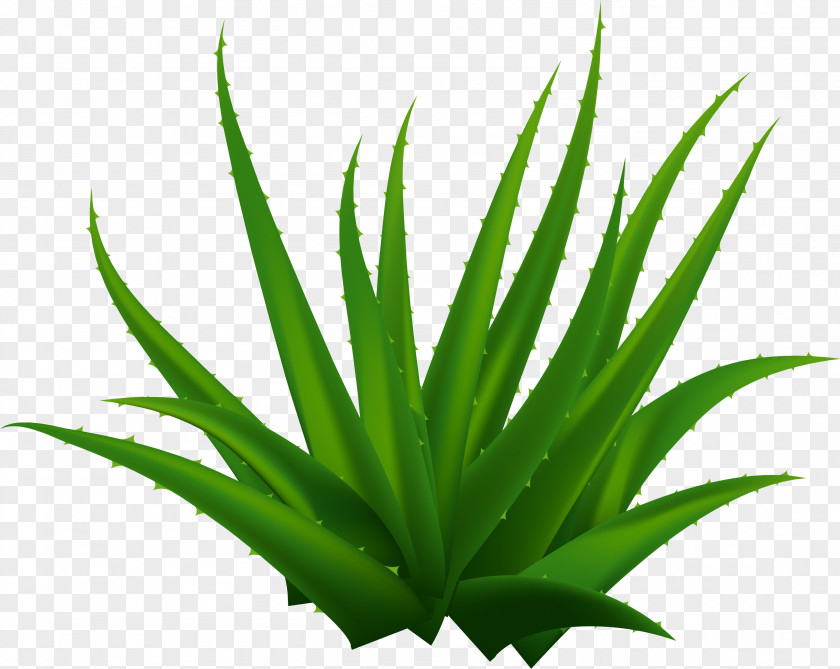 Lush Aloe Vera PNG
