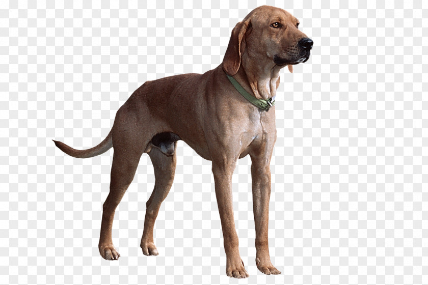 Plott Hound Redbone Coonhound Dog Breed Beagle Field Spaniel PNG