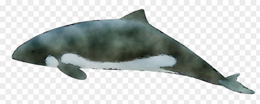 Tucuxi Common Bottlenose Dolphin Porpoise Fauna PNG