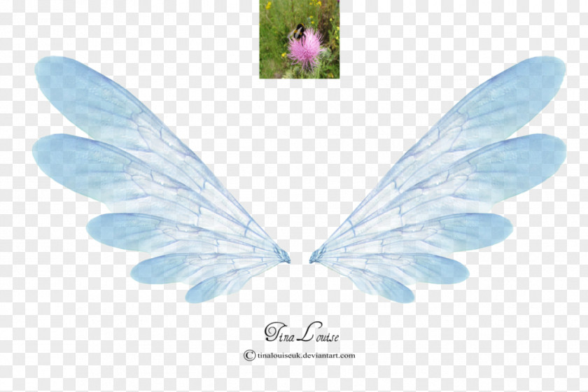 Wings Tinker Bell Fairy Disney Fairies PNG