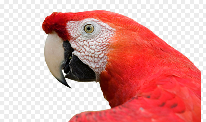 Bird Amazon Parrot Desktop Wallpaper Animal Macaw PNG