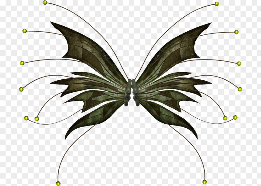 Butterfly Photography Blog PNG