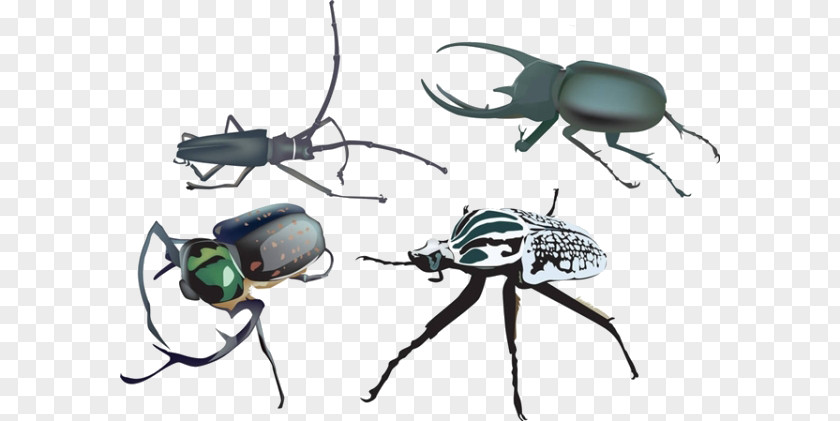 Cartoon Insect Material Beetle Royalty-free Illustration PNG