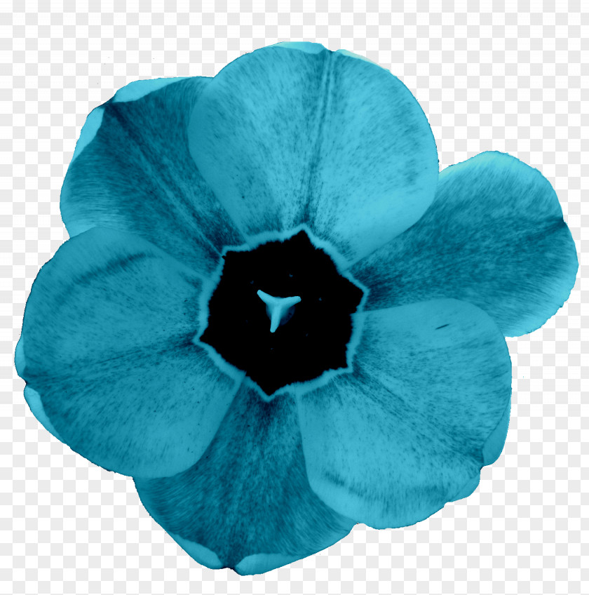 Fleche Bleue Turquoise PNG