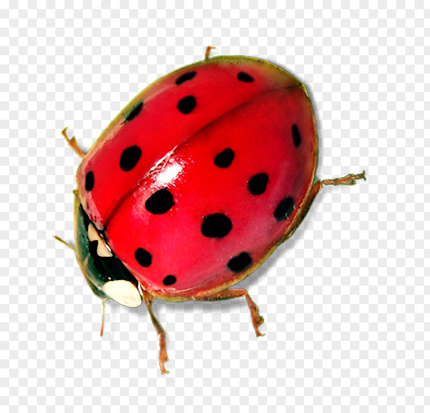Ladybug Insect Ladybird Clip Art PNG