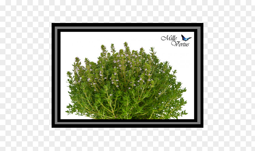 Nail Thymes Fines Herbes Rosemary PNG