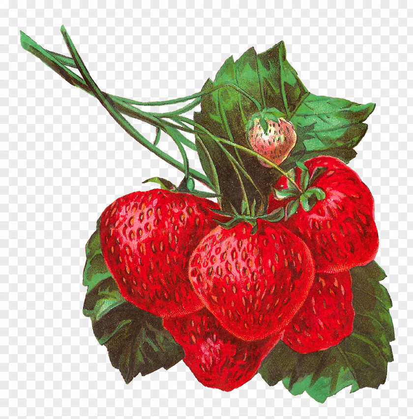Strawberry Illustration Fruit Clip Art PNG