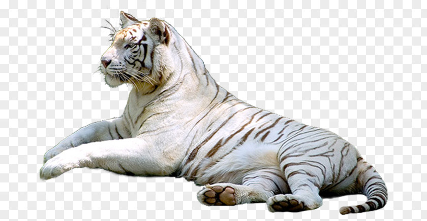Tiger Cat In The Wild PNG