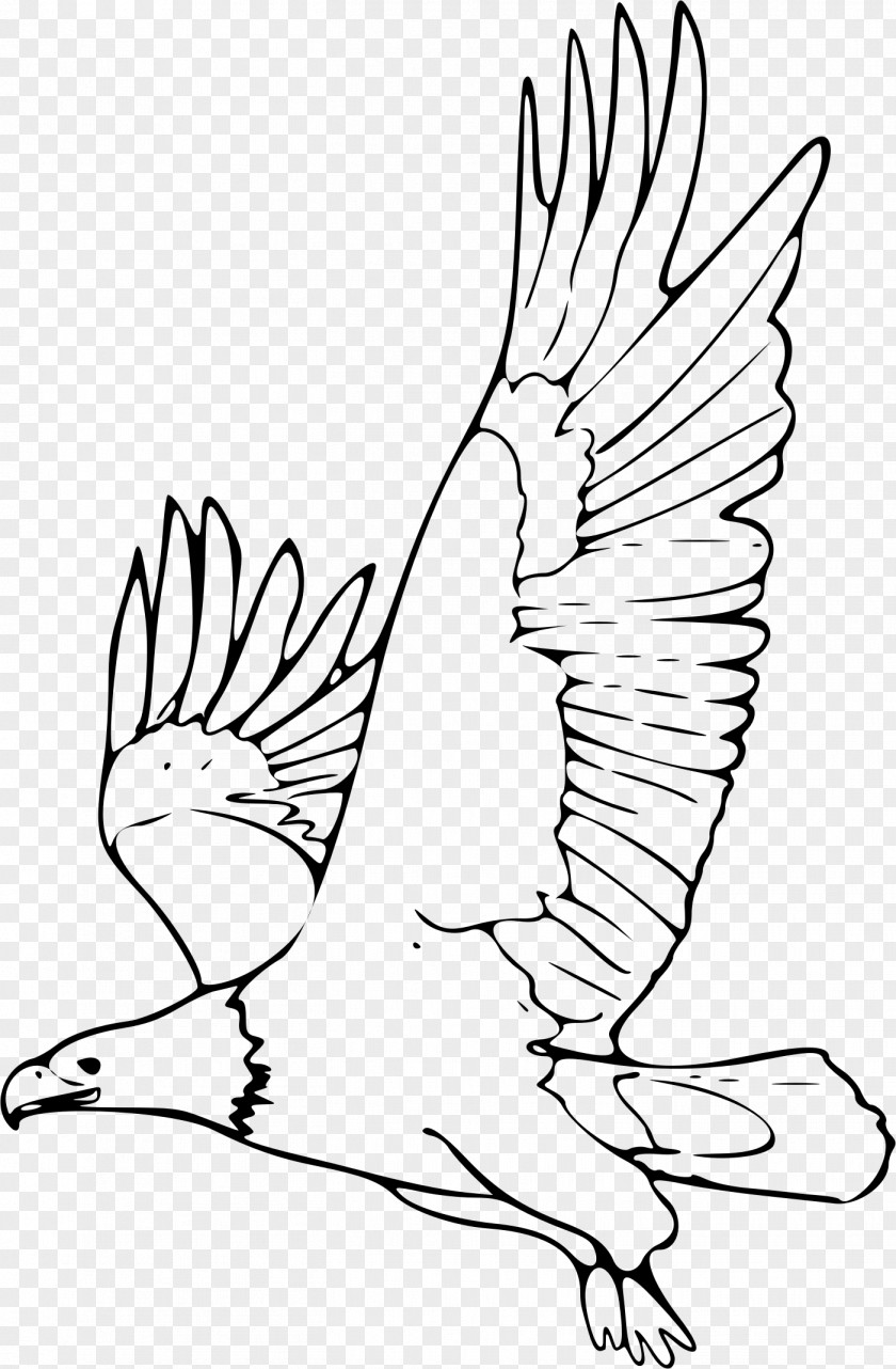Coloring Bald Eagle Drawing Clip Art PNG