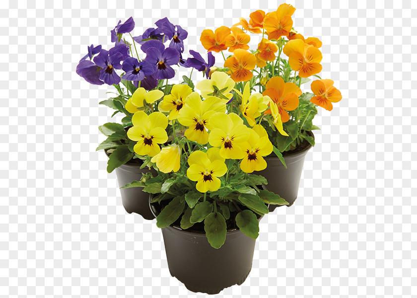 Cornuta Pansy Primrose Flowerpot Annual Plant Cut Flowers PNG