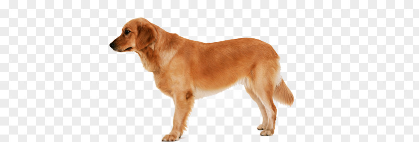 Dogs PNG clipart PNG