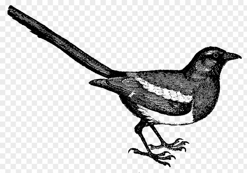 Finches Eurasian Magpie /m/02csf Drawing Fauna PNG