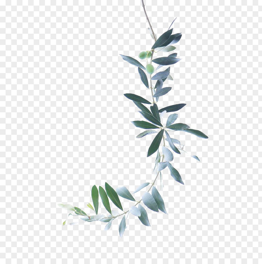 Green Leaves Watercolor Painting Olive Branch PNG