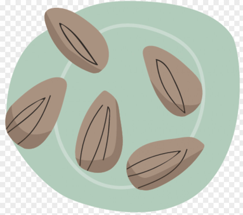 Illustration Almond Download Euclidean Vector Photography PNG