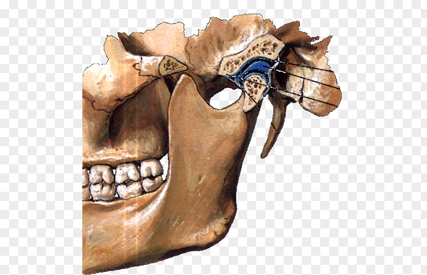 Temporomandibular Joint Mandible Articular Disk Anatomy PNG joint disk Anatomy, oral cavity clipart PNG