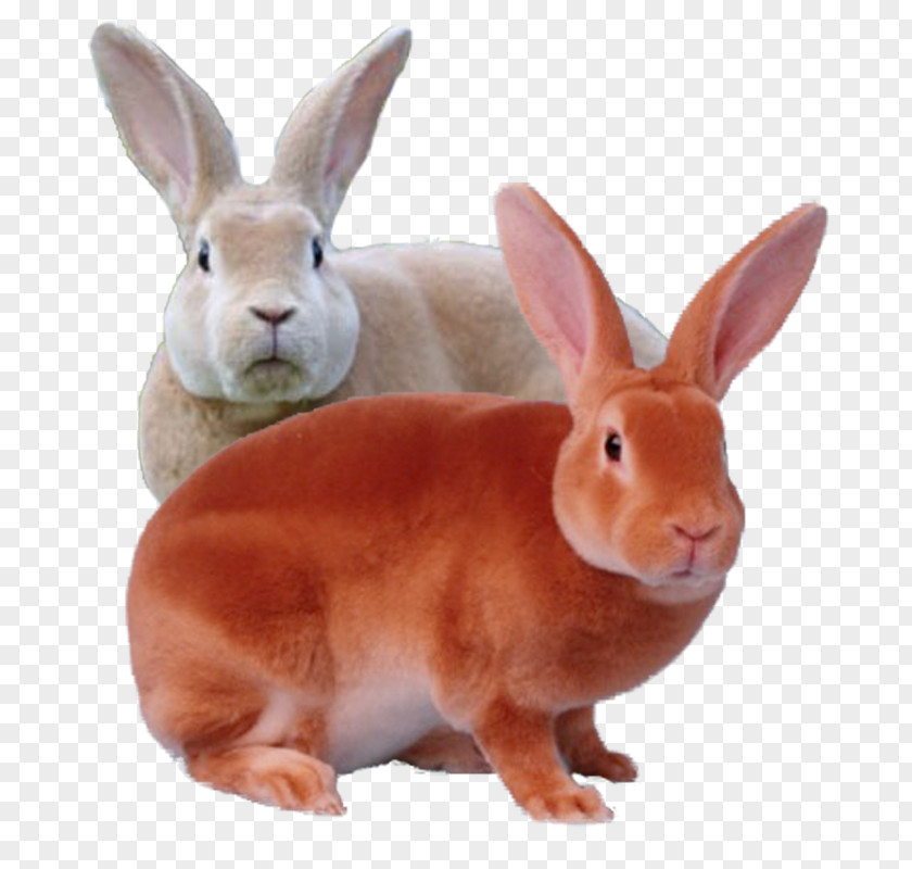 Eddie Murphy Domestic Rabbit Rex Mini Leporids PNG