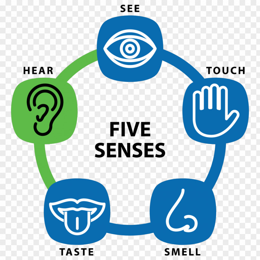Five Sense Sensory Nervous System Education Receptor Sensation PNG