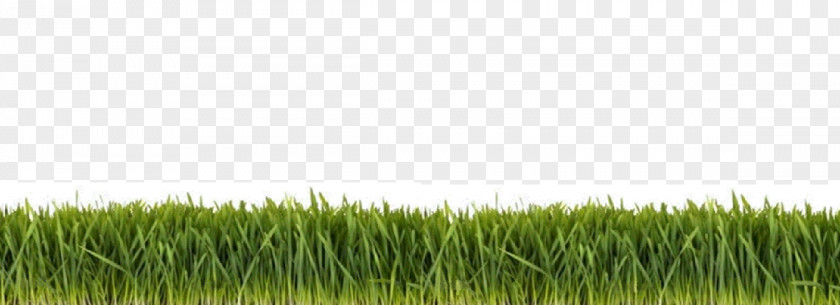 Grass Group Flashcard Learning Herb Crop Lawn PNG