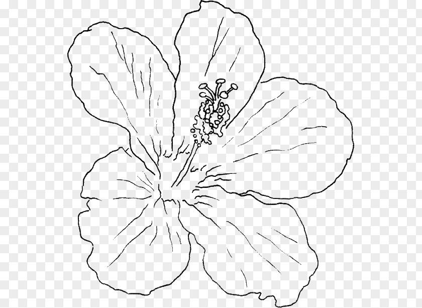 Flower Shoeblackplant Hawaiian Hibiscus Swamp Rose Mallow Drawing PNG