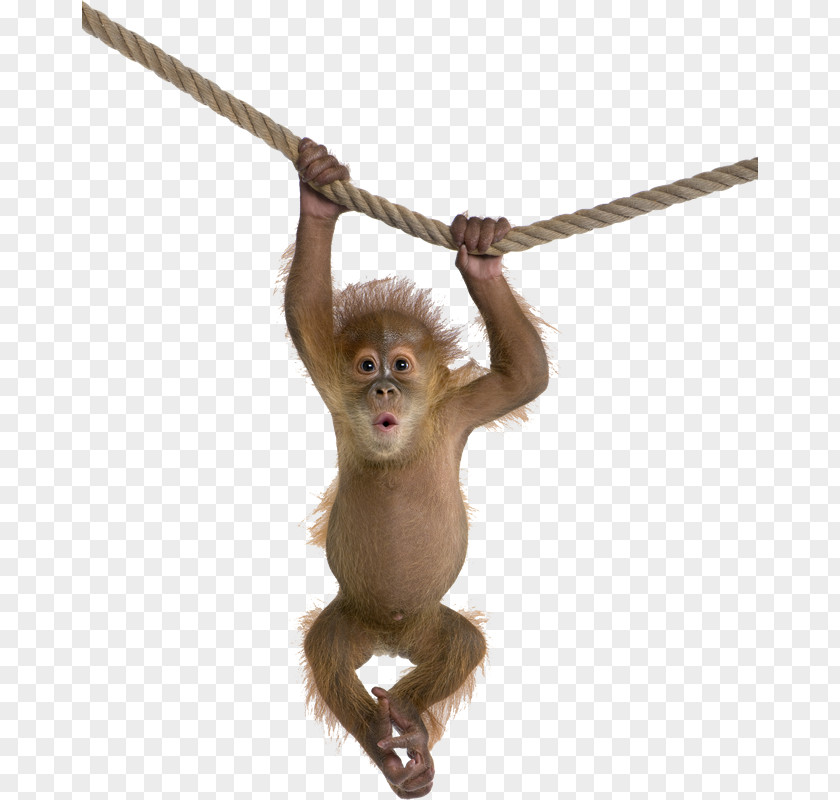 Orangutan Monkey Desktop Wallpaper PNG