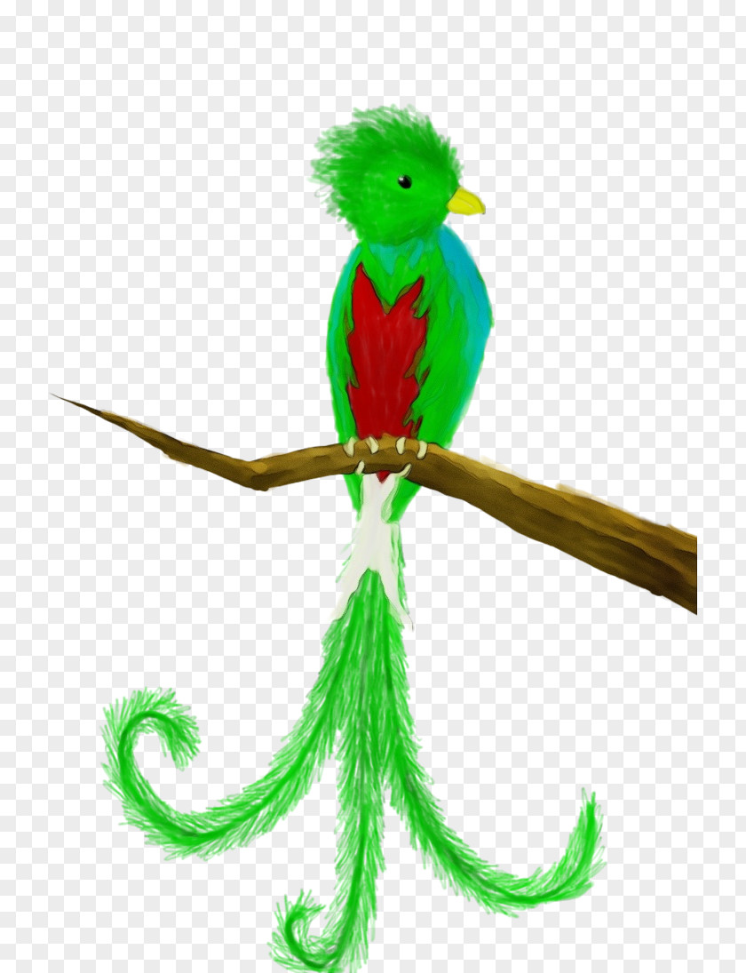 Tail Beak Quetzal Green Parrot Budgie Parakeet PNG