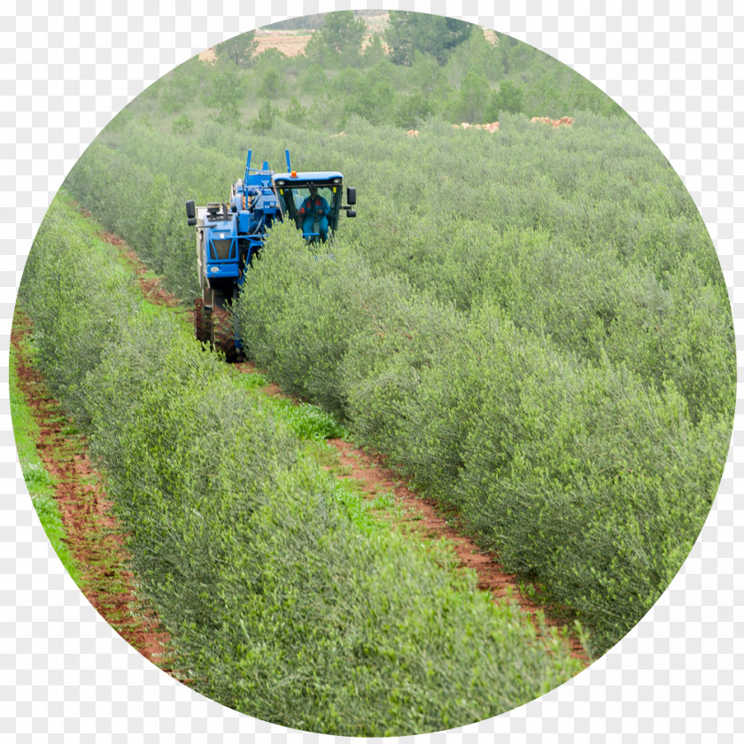 Aceitunas La Almazara Valle De Ricote Olive Oil Mill PNG