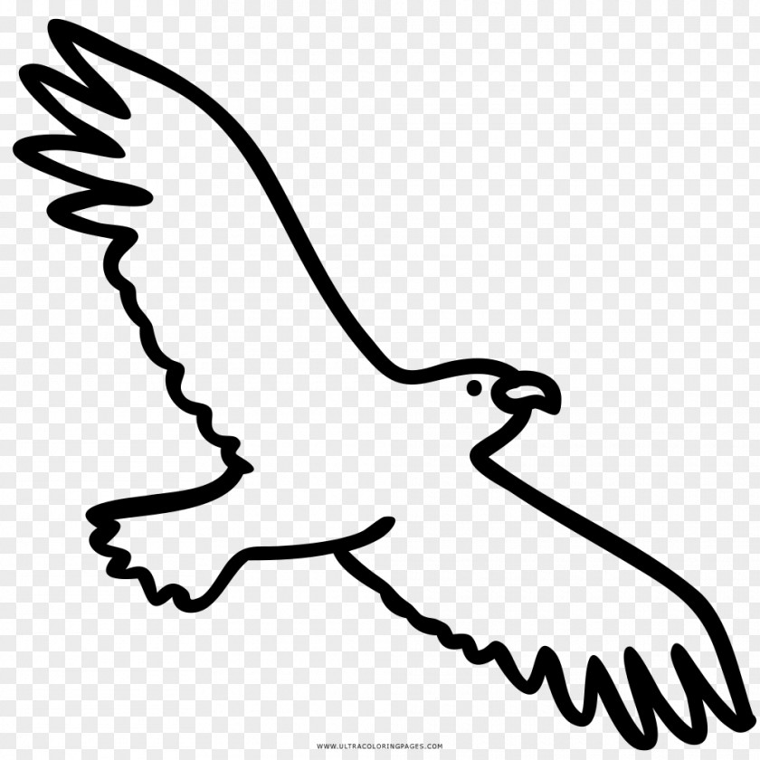 Eagle Drawing Coloring Book Beak Black And White PNG
